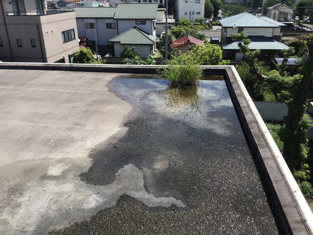 屋上の滞水と雑草発生