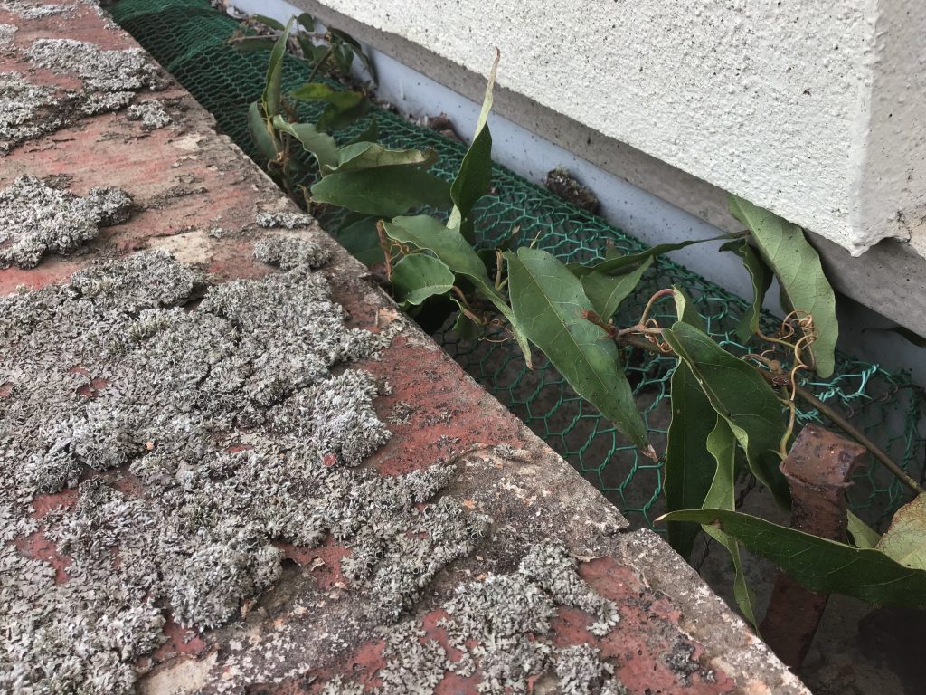 苔と葉が溜まる屋根