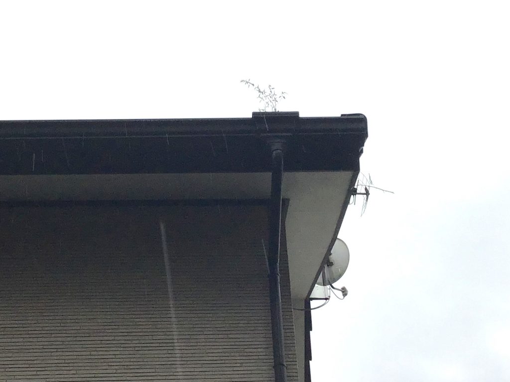 軒樋に生えた草